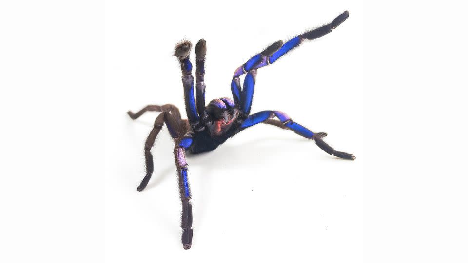 The electric blue tarantula is a newly discovered species found in southern Thailand. - Courtesy Narin Chomphuphuang