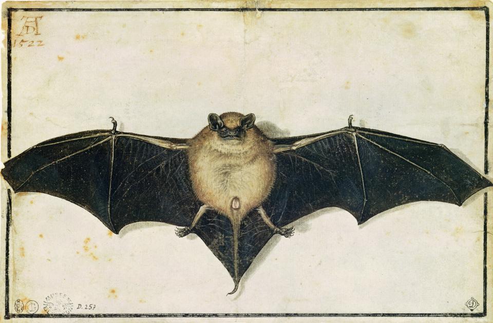 Albrecht Dürer's gouache of a bat, which dates to 1522, was a prominent component of Breitwieser's illicit collection.