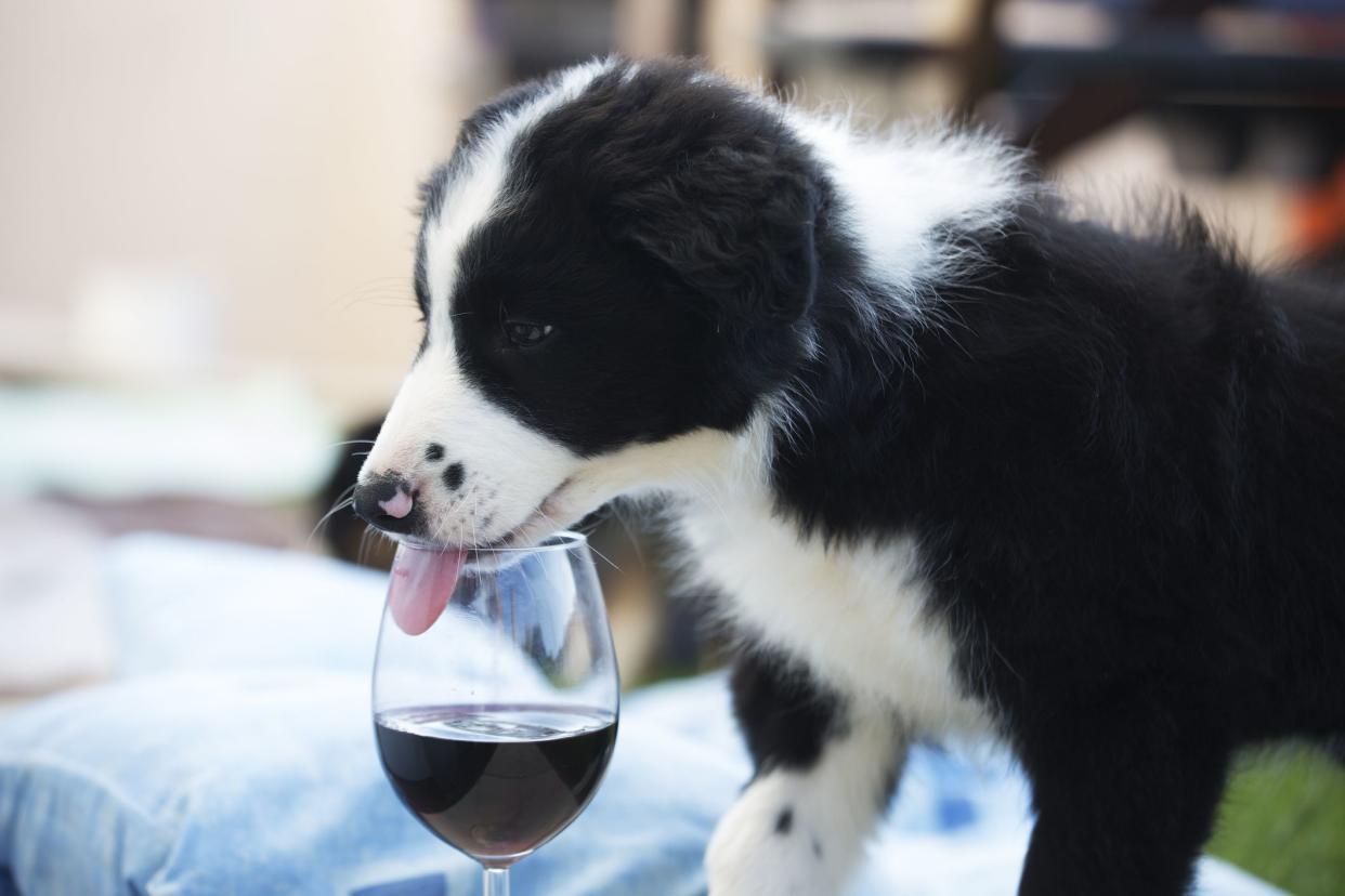Border Collie puppy with tongue in a red wine glass