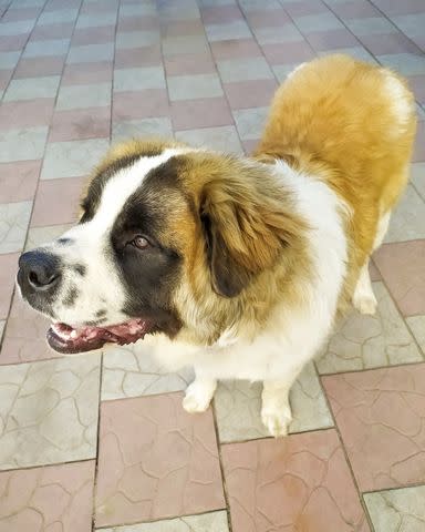 <p>Getty Images/Tatyana Khanko</p> Moscow Watchdogs were bred from St. Bernards.