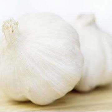 Garlic