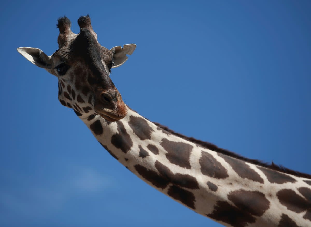 Giraffes are generally pretty calm animals, but can get agitated during a total eclipse and start running around as if pursued by a predator   (AP)