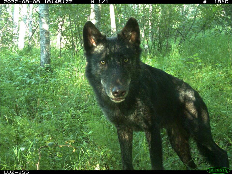 A wolf captured on a research trail camera in northeast Alberta. Researchers relied on trail cams to track the movement of wolves on the landscape, before and after a cull. 