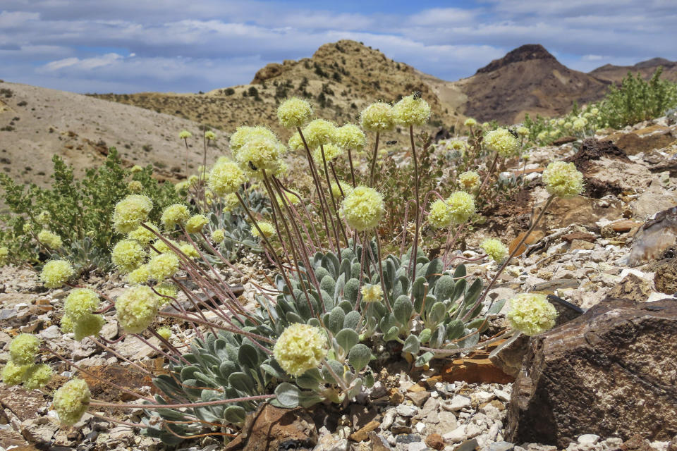 In this 2020 photo provided by the Center for Biological Diversity is a Tiehm's buckwheat near the site of a proposed mine in Nevada. A pair of lithium mines and a geothermal power plant in the works in Nevada are among the most ambitious projects at the forefront of the Biden administration's "green" energy agenda. The three ventures at various stages of development in the biggest U.S. gold producing state also are shining a spotlight on the hurdles ahead. (Patrick Donnelly/Center for Biological Diversity via AP)