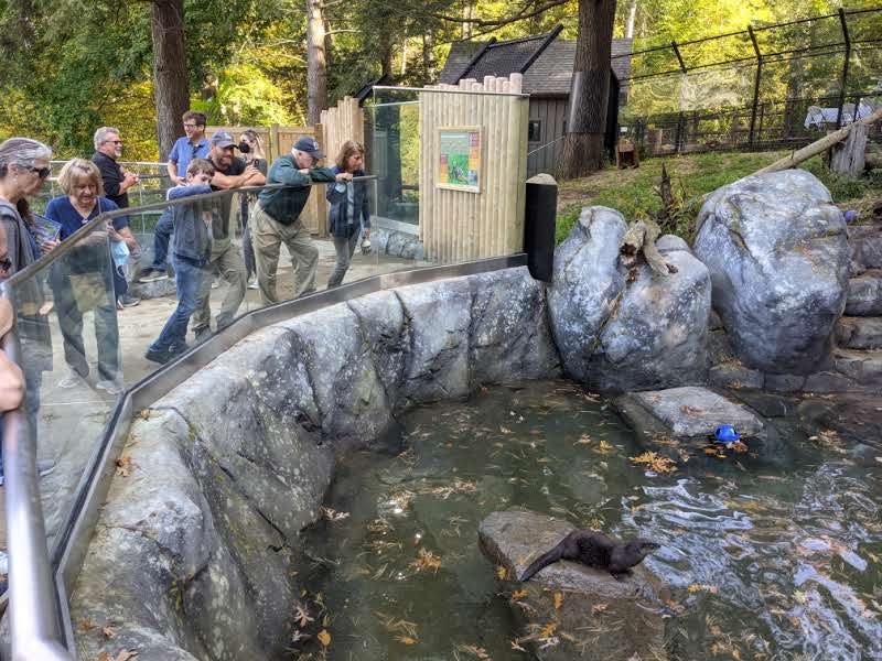 Visitors view an otter at the Blue Hills Trailside Museum in Milton as it preens on a rock on Saturday, Oct. 16, 2021.