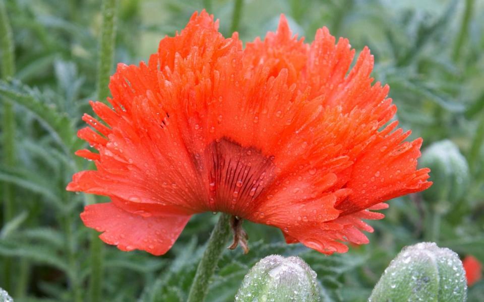 best poppy varieties that grow in all types of soil uk 2022 garden plant how to buy summer plant flower - Gap Photos 