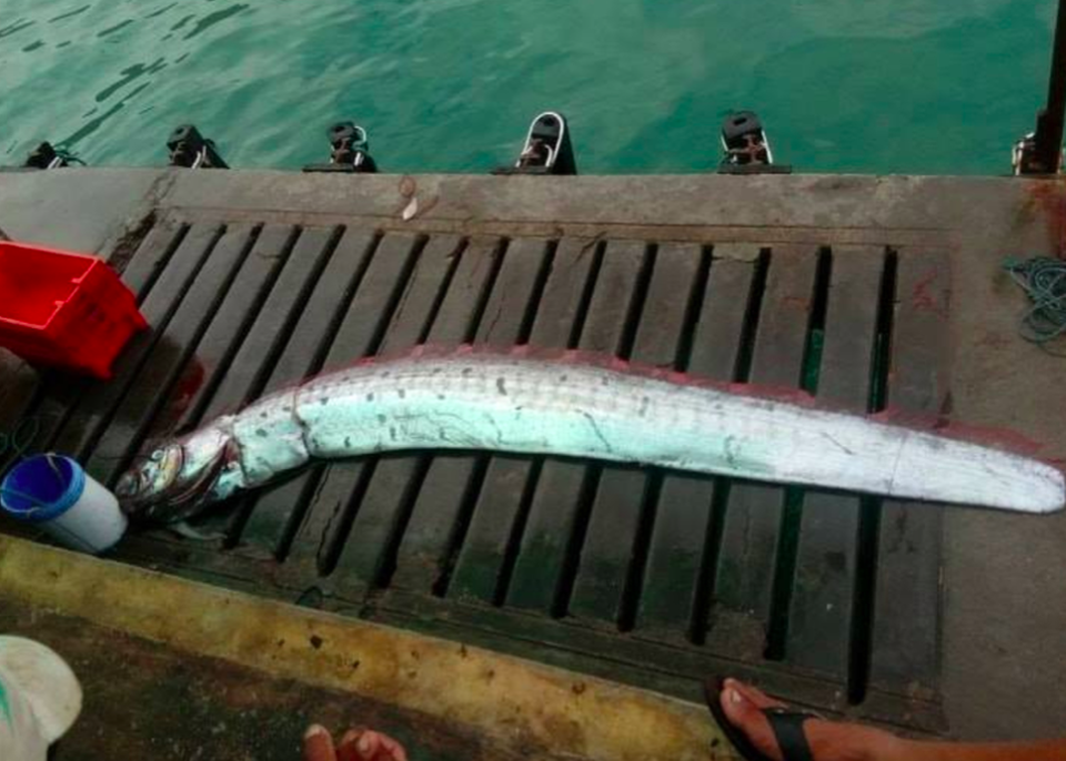 <em>The oarfish is dubbed the ‘fish of tremors’ for its supposed link to earthquakes (CEN)</em>