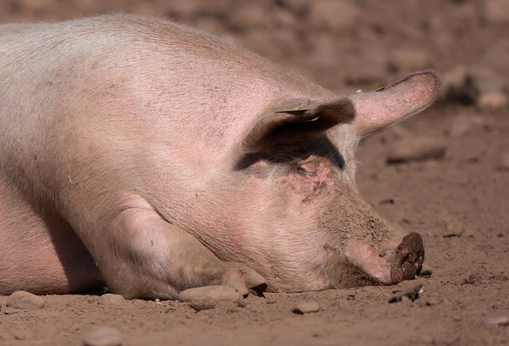 A pig on a farm (Joe Giddens/PA) (PA Wire)