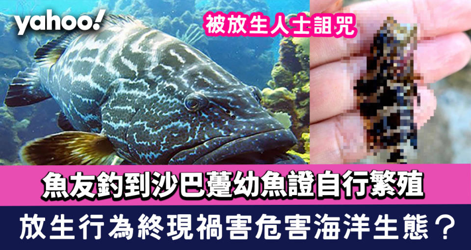 魚友釣到沙巴龍躉幼魚證自行繁殖 放生行為終禍害危害海洋生態？