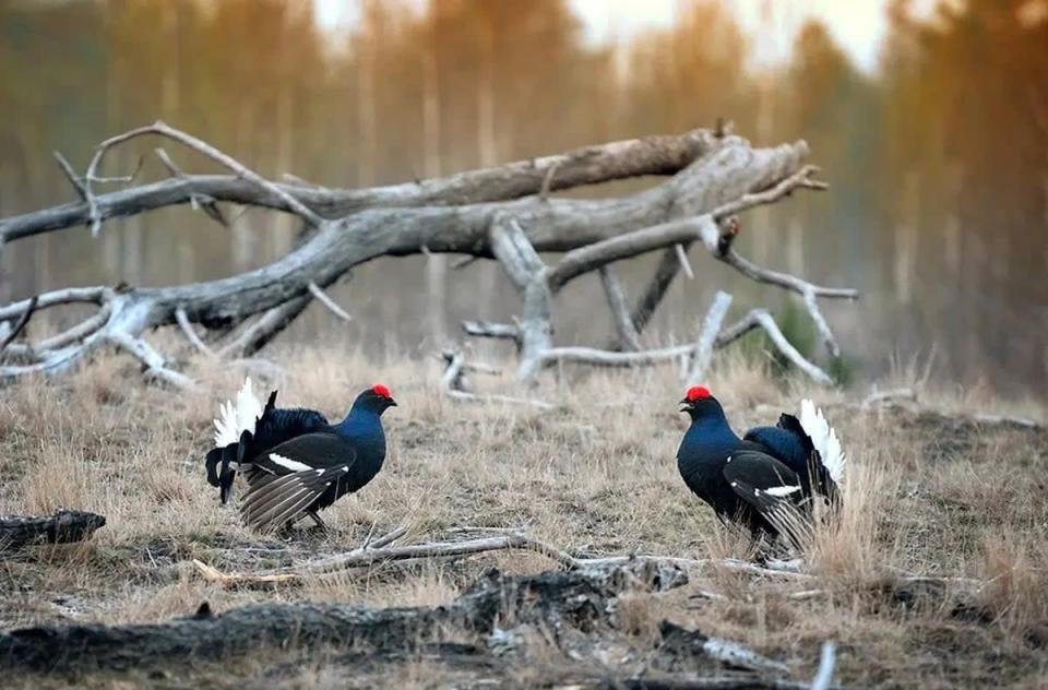 Urogallo negro en Ucrania (Sergiy Kantsyrenko)