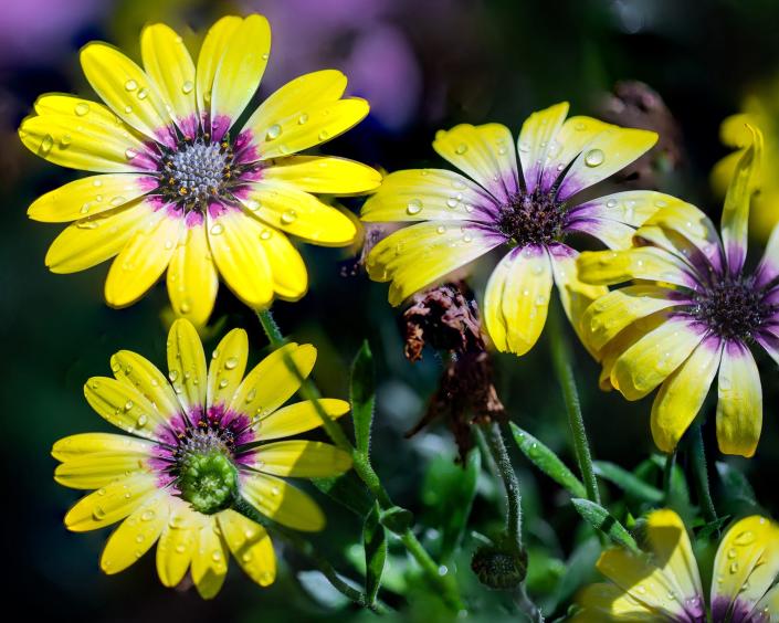 Fred Norman of Morada used a Canon 6D DSLR camera to photograph flowers in his backyard.