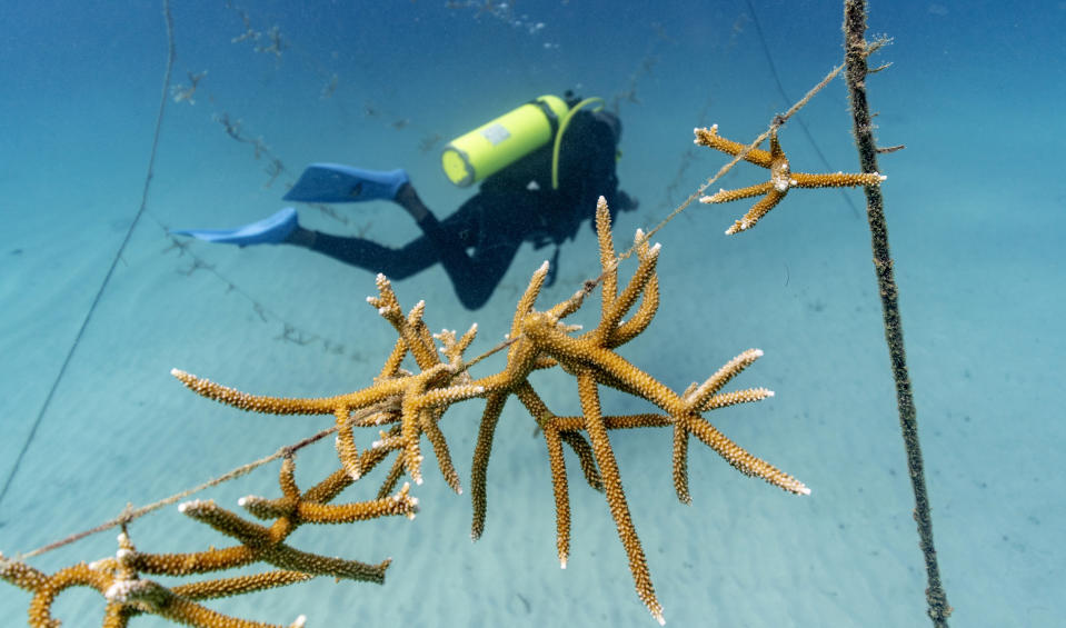 Staghorn coral grows on lines at a coral nursery inside the White River Fish Sanctuary Monday, Feb. 11, 2019, in Ocho Rios, Jamaica. Just 2 percent of the ocean floor is filled with coral, but the branching structures, shaped like everything from reindeer antlers to human brains, sustain a quarter of all marine species. (AP Photo/David J. Phillip)