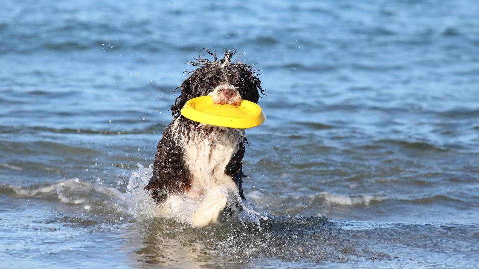 Portuguese water dog retrieving frisbee