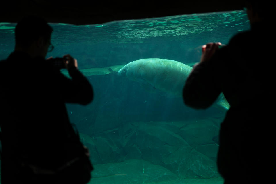 Men photograph a manatee as he swims in a pool, at the Vincennes Zoo, in Paris, Tuesday, April 8, 2014. Its gray, man-made mountain that might lure King Kong still protrudes over treetops, but nearly everything else has changed as Paris' best-known zoo prepares to re-open after a multi-year, multimillion-euro (dollar) makeover. (AP Paris/ Thibault Camus)