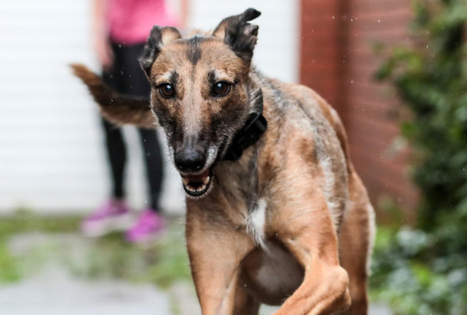 Gary, a lurcher dog, is seen running. The dog has found a home after 578 days in RSPCA kennels. He held the record for the longest time without adoption.