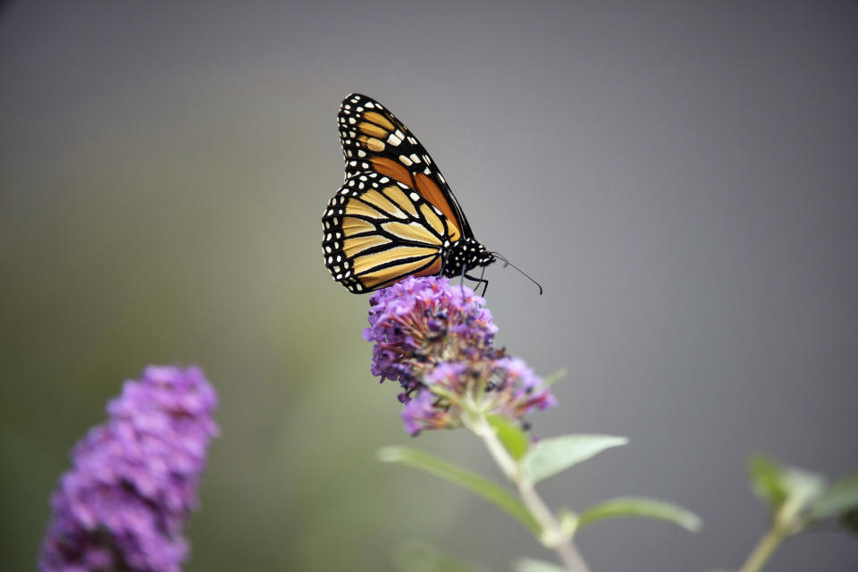 Una mariposa monarca en Wading River, en Long Island, Nueva York, el 9 de octubre de 2021. (Karsten Moran/The New York Times)