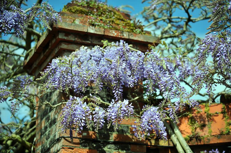 The wisteria will be in bloom when Chilworth Manor opens its garden this weekend (stock image) -Credit:Surrey Advertiser