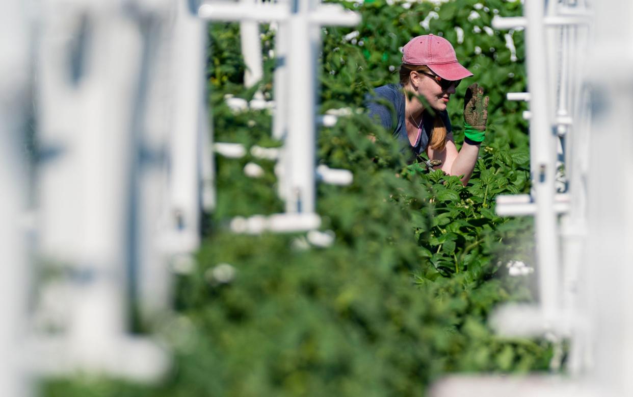 A volunteer pulls weeds near the tomato plants on Saturday, July 2, 2022, at Fletcher Place Gardens Project in Indianapolis.