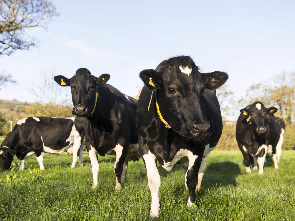 The issue of animal sentience has come to the front of the Brexit debate: Yeo Valley