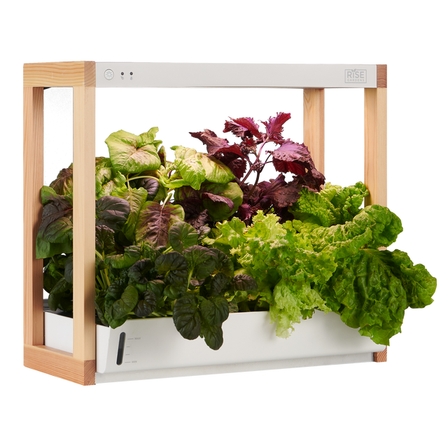 <p><a href="https://go.redirectingat.com?id=74968X1596630&url=https%3A%2F%2Frisegardens.com%2Fproducts%2Fpersonal-indoor-garden&sref=https%3A%2F%2Fwww.housebeautiful.com%2Flifestyle%2Fgardening%2Fg45292857%2Fbest-indoor-gardening-systems%2F" rel="nofollow noopener" target="_blank" data-ylk="slk:Shop Now;elm:context_link;itc:0" class="link ">Shop Now</a></p><p>Personal Rise Garden</p><p>risegardens.com</p><p>$349.00</p><span class="copyright">Rise Gardens</span>