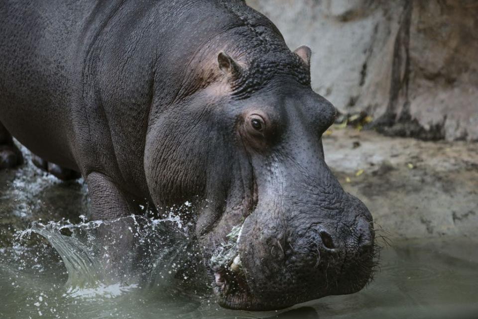 Hippo at the Sabana Ecopark Natural Reserve in Tocancipa, Colombia.