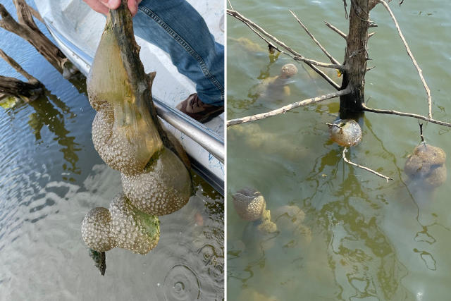 Mysterious 'Godzilla eggs' spotted in lake: 'What in the alien