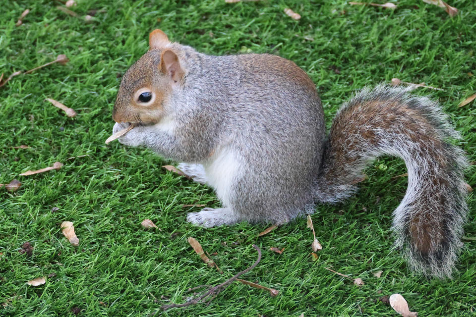 Squirrel eating a nut sitting on green grass