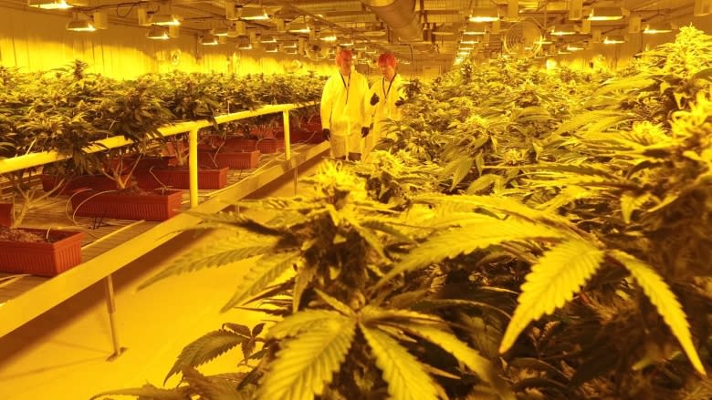 Pot profits predicted to soar with legalization on the horizon