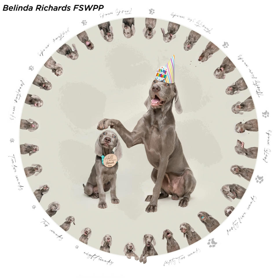 Belinda Richards multiple-exposure image of a Weimaraner