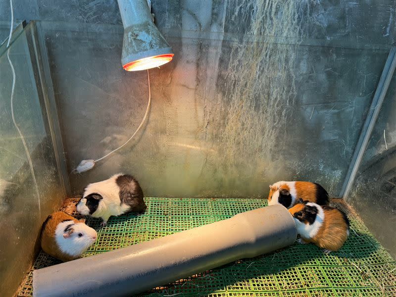 新竹市立動物園替園內動物做好保暖工作。（圖／新竹市立動物園提供）