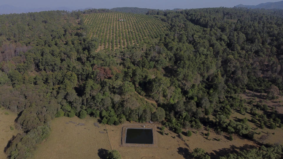 An unlicensed irrigation pond holds water near an avocado orchard in the mountains of Villa Madero during a drought in Mexico, Wednesday, April 17, 2024. Residents from Villa Madero who spotted the pond say they plan to meet with authorities to get the pond's owner to agree on a percentage of water usage, and if it fails, they plan to destroy it. (AP Photo/Armando Solis)