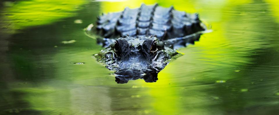 An alligator hangs out in the waters at Bird Rookery Swamp in Collier County on Thursday, March 31, 2022.  There is no alligator hunting allowed in CREW.  FILE PHOTO BY ANDREW WEST