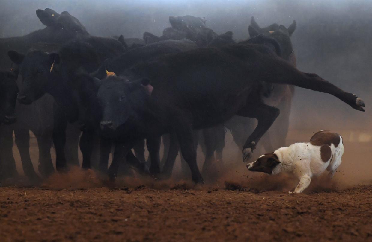 A cattle dog ducks beneath a steer's hoof during the Roy Cox Canine Connection demonstration Saturday at the Western Heritage Classic