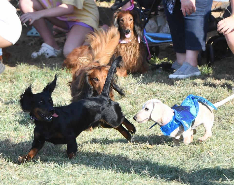 Dachshunds race each other during the first annual Wienerfest at the Wichita Falls dog park on Friday, June 21, 2024.