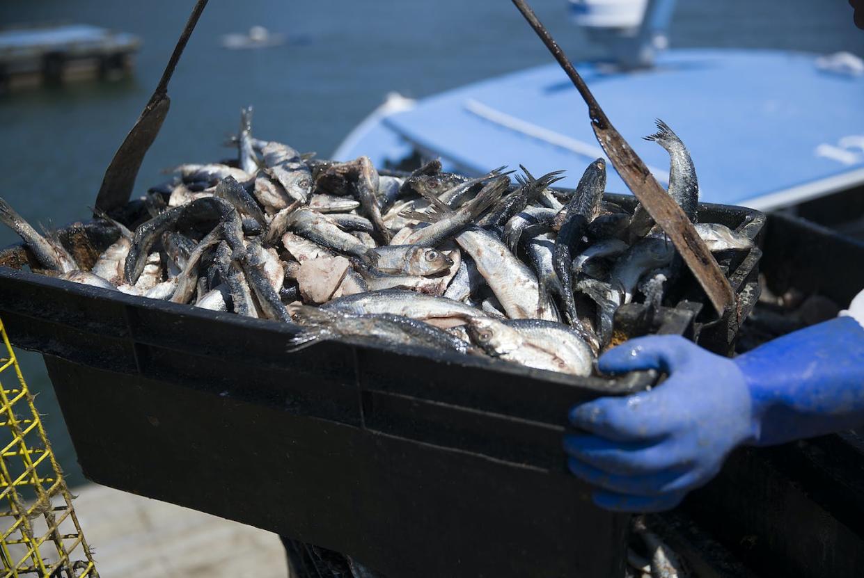 Two cases centered on Atlantic herring could have widespread impacts on federal regulation. <a href="https://www.gettyimages.com/detail/news-photo/herring-is-seen-as-it-is-loaded-onto-a-lobster-fishing-boat-news-photo/1159494297" rel="nofollow noopener" target="_blank" data-ylk="slk:Joe Raedle/Getty Images;elm:context_link;itc:0;sec:content-canvas" class="link ">Joe Raedle/Getty Images</a>