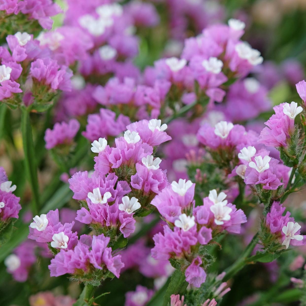 Limonium platyphyllum