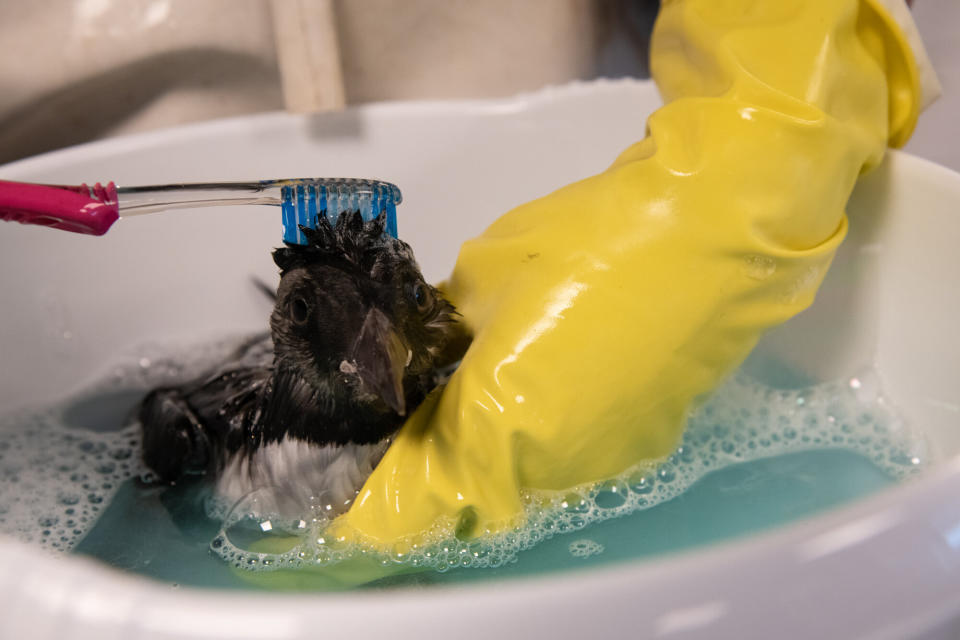 An oiled puffling gets a bubble bath. (Photo: Jennifer Adler)