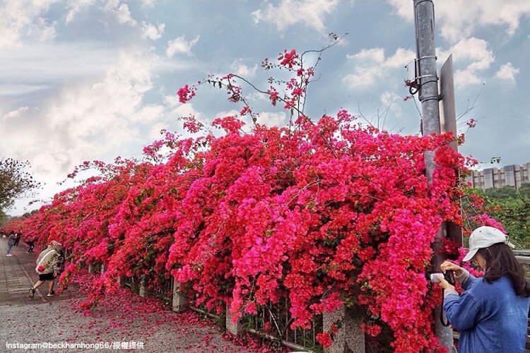 台中中科東大公園旁的九重葛花步道，吸引許多人前往拍照打卡。（地址：台中市西屯區東大路一段737號）   圖：翻攝自instagram beckhamhong66 /開放權限