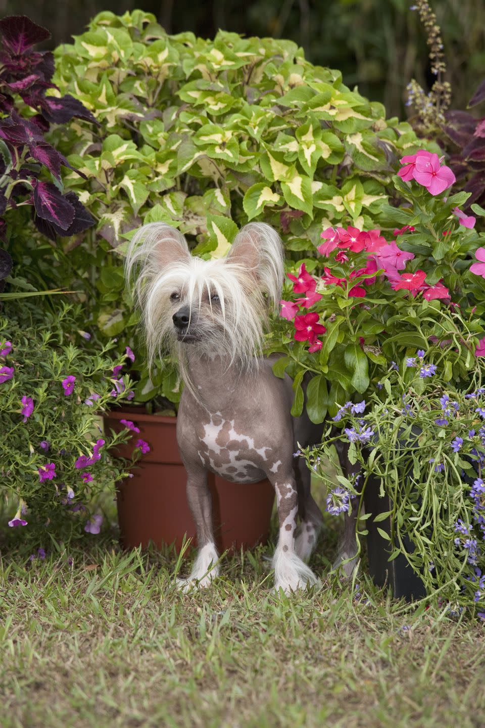 Chinese Crested