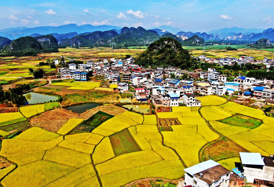 Fotografía aérea muestra la maduración del arroz en una tierra agrícola en la aldea de Dongliang, ciudad de Liuzhou, Región Autónoma Zhuang de Guangxi, China, 30 de octubre de 2023. (Foto de Costfoto/NurPhoto vía Getty Images )