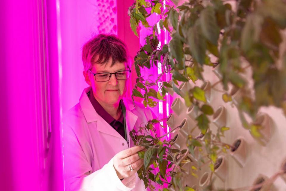 Gazette: Boss - Professor Tracy Lawson examining the plants being grown in the vertical farm