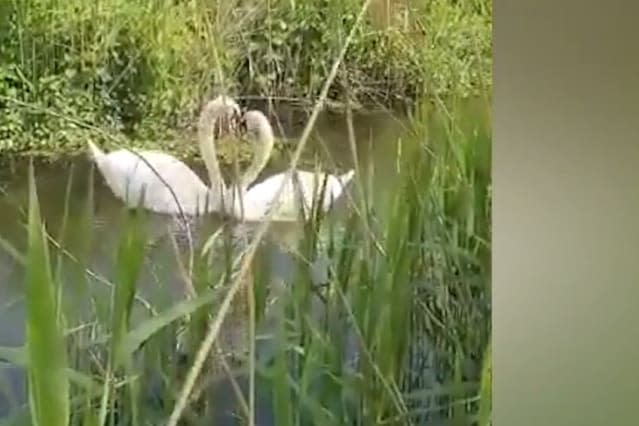 Real-life lovebirds! Two swans reunite after one recovers from being shot in the head