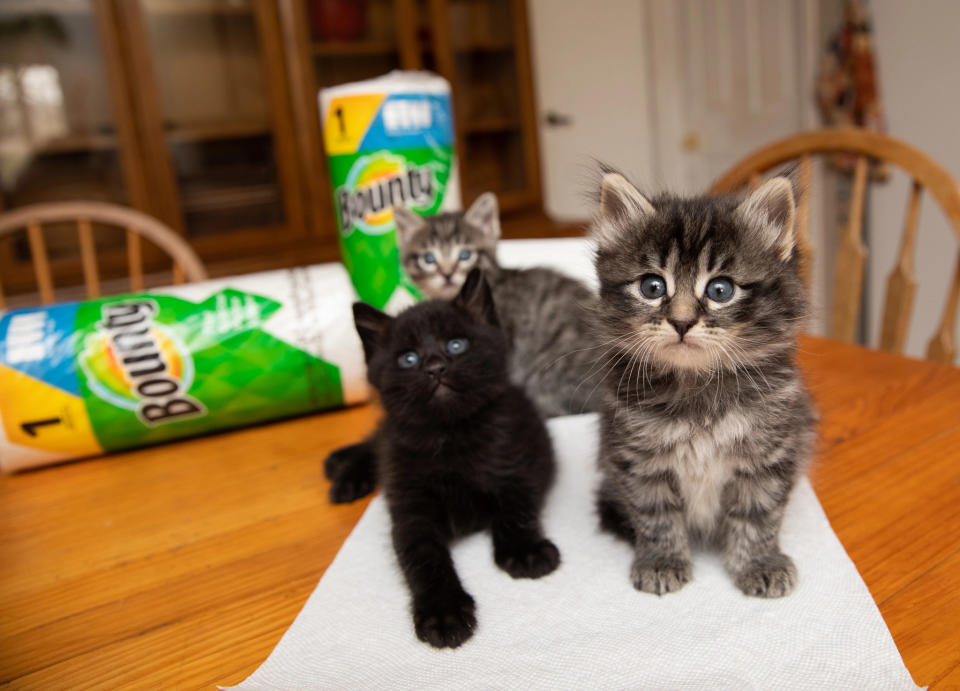 Bounty is picking up pet adoption fees at Best Friends Animal Society during May for National Pet Month, like these kittens available for adoption at the nonprofit's sanctuary in Kanab, Utah. (Courtesy of Best Friends Animal Society)