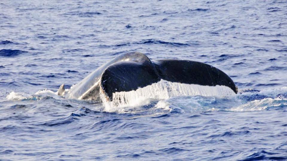 日本旅遊｜沖繩坐船出海觀15公尺長座頭鯨！限定至4月2日、鯨魚群出沒率達98%以上、不成功不收費