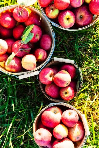 <p>Cedric Angeles</p> Harvest apples at Showalter's Orchard from around mid-July to November.