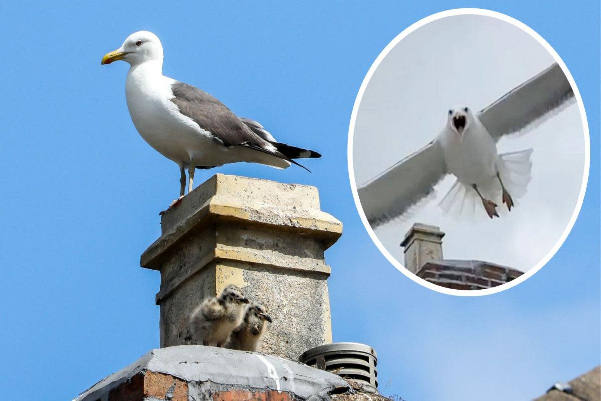 Postal workers should be given 'hard hats' as protection from gulls, according to residents of one Cornish town <i>(Image: Anita Maric/SWNS)</i>