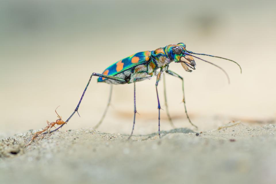 © Ripan Biswas, Wildlife Photographer of the Year 2020