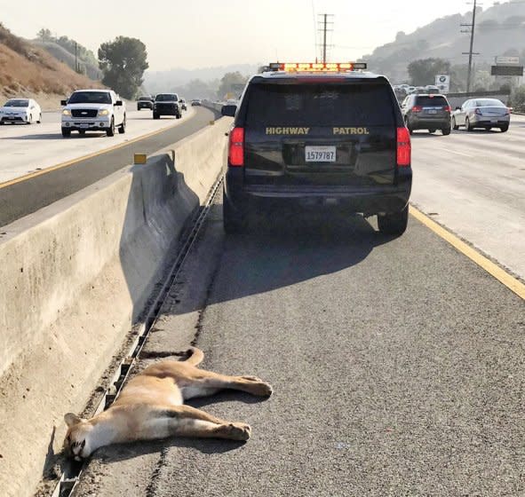 The carcass of a mountain lion was found along the 101 Freeway in Calabasas Wednesday morning. The animal appeared to have been struck and killed by a vehicle, according to the California Highway Patrol.