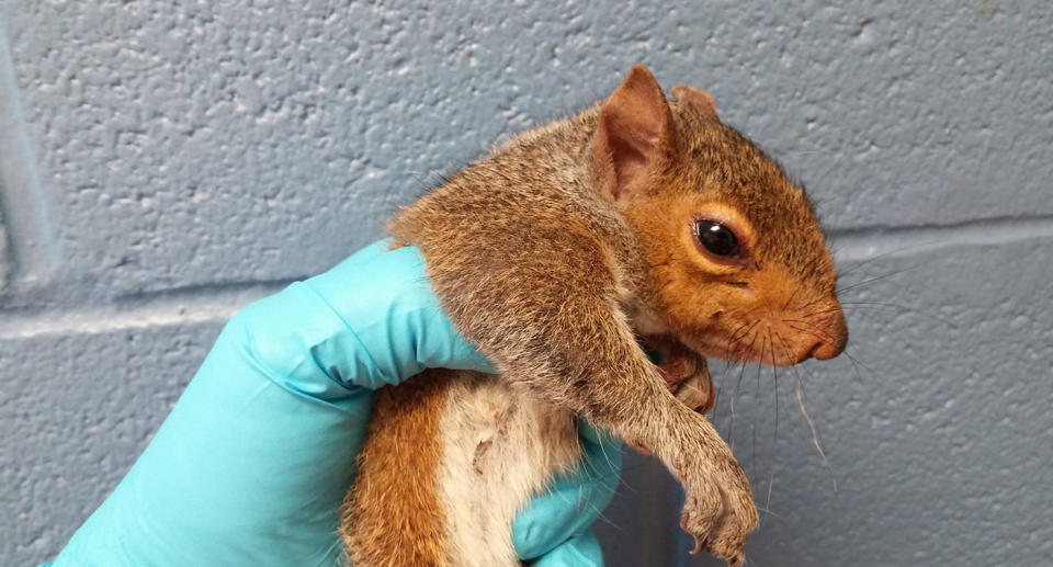 Five Wisconsin baby squirrels rescued after their tails became entangled in a Gordian Knot.