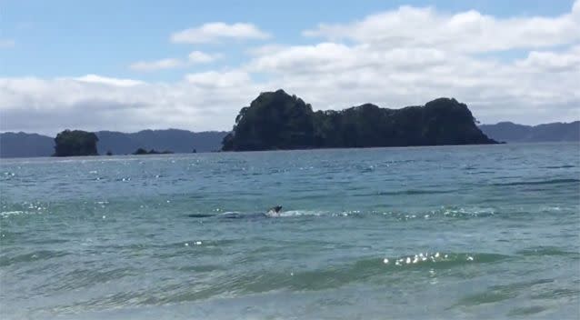 There was a pod of whales right near the shoreline. Source: Kelly Lindsay